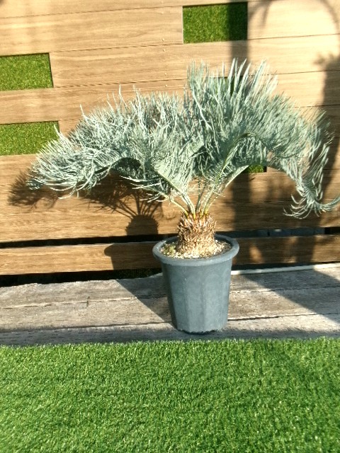 106 サイカス・カイルンシアナ　ツイステッド・リーフ