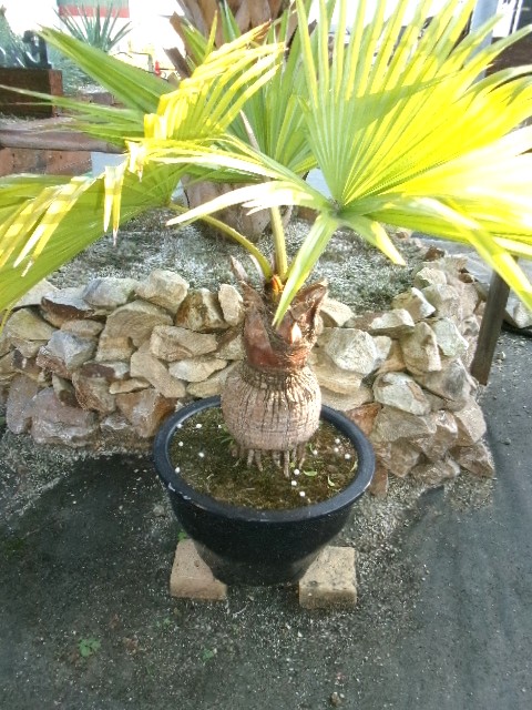 107 トックリ・ビロウ（玉クバ）