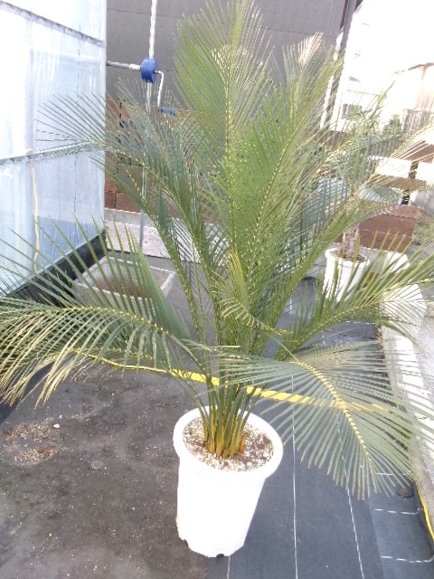 109 マクロザミア・ジョンソニー