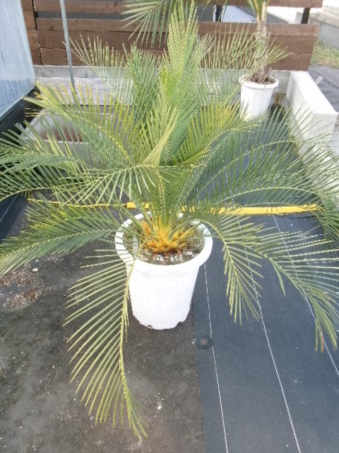 108 マクロザミア・ムーレイ