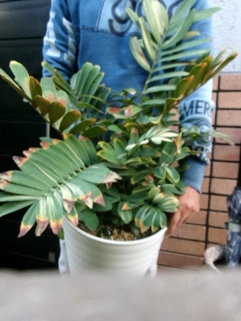 110 ザミア・フルフラケア　斑入り大株