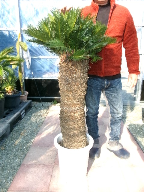 111　蘇鉄　セッカ