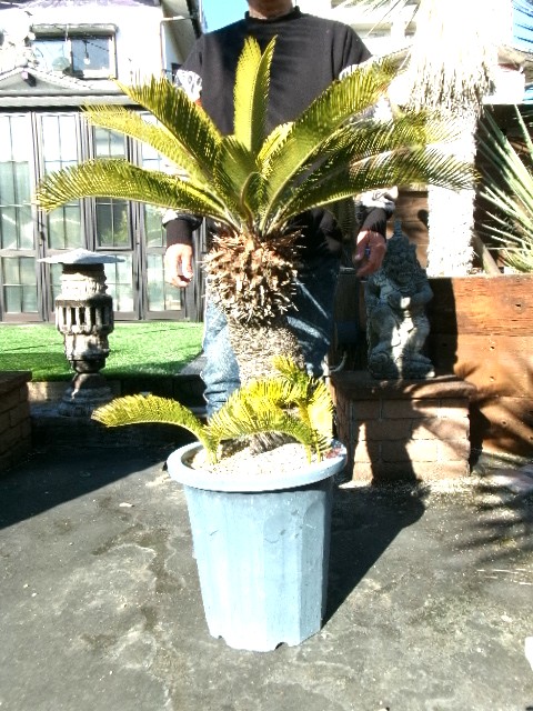 112 黄金ソテツ　子株付き！