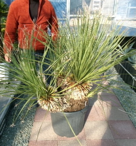 113 ５ヘッドのダシリリオン・セラティフォリウム