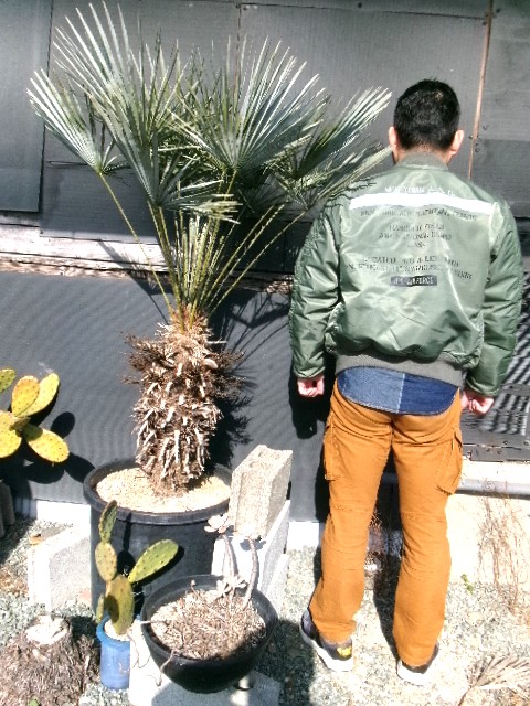 114 チャメロプス・フミリス・セリフェラ　シングルフォーム