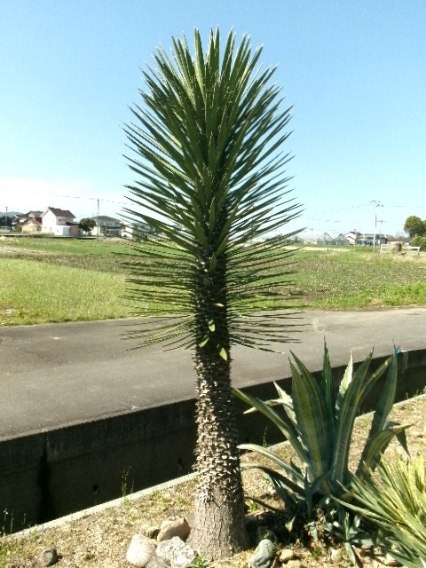 116　ユッカ・フィリフェラ大株（引取り限定）