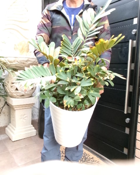 110 ザミア・フルフラケア　斑入り大株